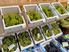 「青果売場に秋の味覚が勢ぞろい！梨・ぶどう・りんごが入荷しました」
