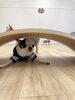 豆太くん「ましゅまろ幼稚園🐾パート２」