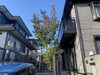 常緑ヤマボウシ強剪定作業前「庭木の剪定・伐採・草刈（相模原）施工事例」