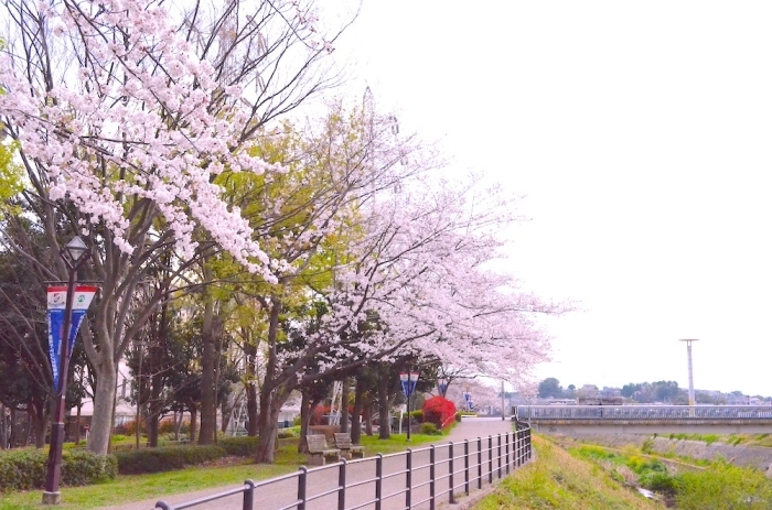 横浜市港北区のお花見スポット 新横浜駅前公園 港北区のお花見特集 桜 梅の名所一覧 まいぷれ 横浜市港北区