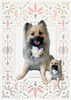 「Dog salon mofu mofu　余市町」
