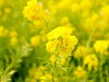 斎宮菜の花畑「斎宮　菜の花畑🌼」