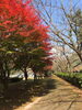 「新居浜市立川のマイントピア別子は、紅葉の見頃です。」