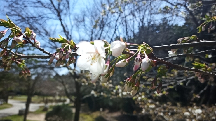 咲いてる花はかなり少なめ「大佐山の桜情報」