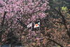 桜「今月の休館日」