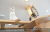 「猫と人が心地よく暮らすための住まいづくり」