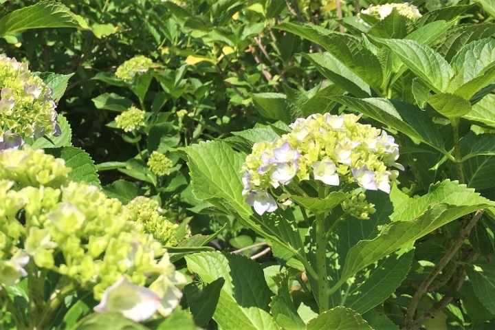 6月2日 金 あじさい便り 花菖蒲の独り舞台 北小金本土寺のあじさい開花情報 まいぷれ 松戸市