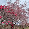 「道の駅木曽福島の『一本桜』が満開です！」