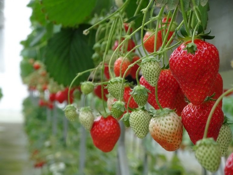 冬から春まで食べ放題 福島市のいちご狩りスポット 福島市のおすすめ観光スポット まいぷれ 福島市 冬から春まで食べ放題 福島市のいちご狩りスポット 福島市のおすすめ観光スポット まいぷれ 福島市