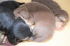 「ミニチュアダックス子犬情報」