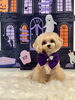 ももちゃん「Happy Halloween 2026🎃」
