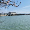 水門湾と桜「【西大寺・惣菜】選べる2種の「麻婆豆腐」＆鮮度抜群「カンパチ刺身」🐟 水門湾の桜も見頃です🌸」