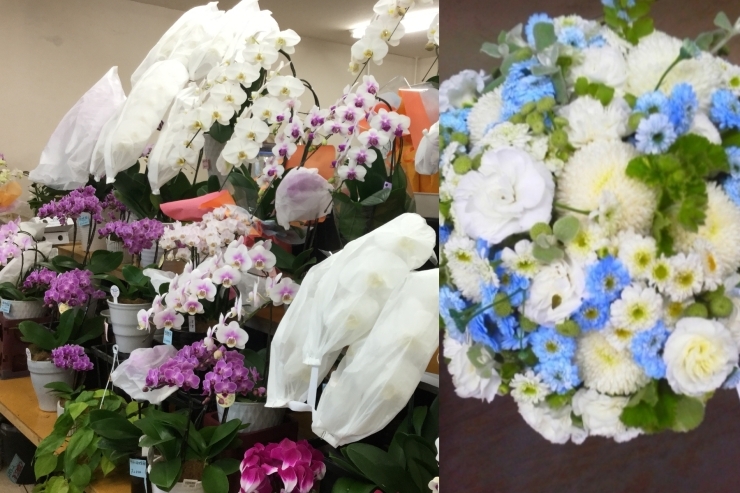 舞鶴 花屋 フラワーギフトおすすめのお店特集 まいぷれ編集部 舞鶴 綾部 福知山 オススメのお店 まいぷれ 舞鶴 綾部 福知山 舞鶴 花屋 フラワーギフトおすすめのお店特集 まいぷれ編集部 舞鶴 綾部 福知山 オススメのお店 まいぷれ 舞鶴 綾部 福知山